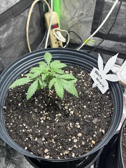 GT 60x60x140. Week 3
