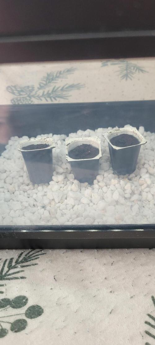 First time. Week 0 - RQS Autoflower Starter Kit.