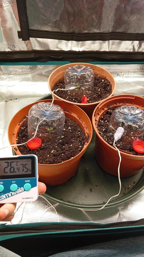 First grow perfect tree tropic'ozz. Week 0