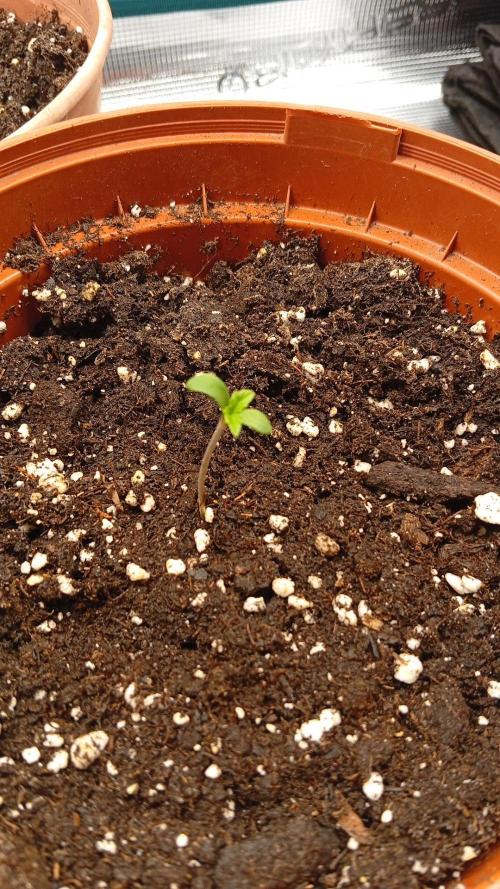 First grow perfect tree tropic'ozz. Week 0