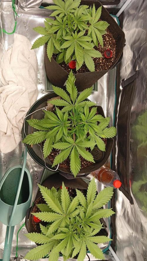 Grow Tent 120x60x180. Week 3