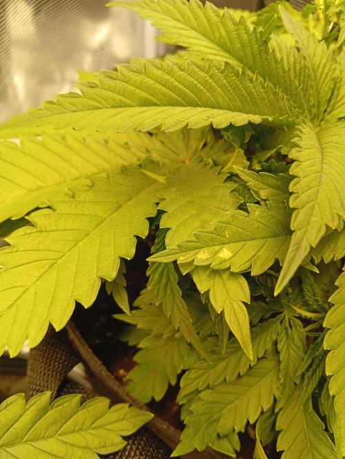 First grow perfect tree tropic'ozz