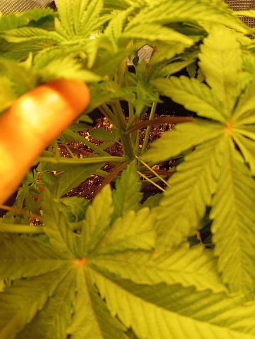 First grow perfect tree tropic'ozz