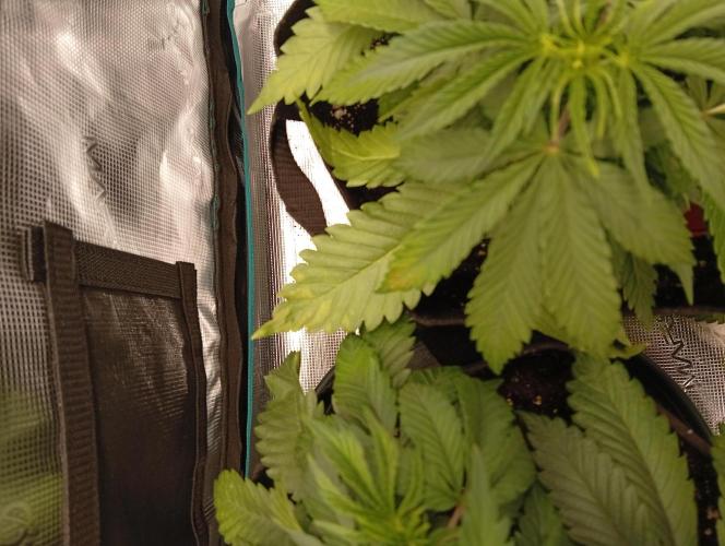 Grow Tent 120x60x180. Week 4