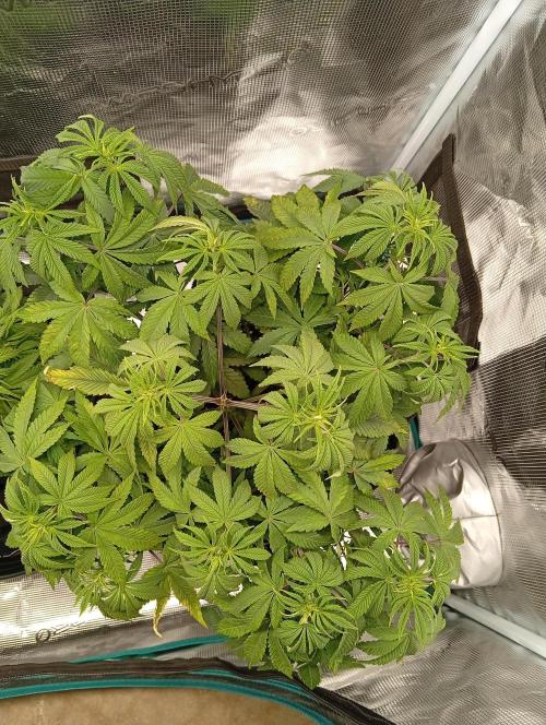 First grow perfect tree tropic'ozz. Week 5