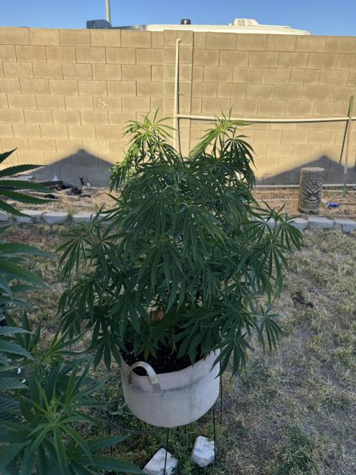 Freebie run 2026. Week 7