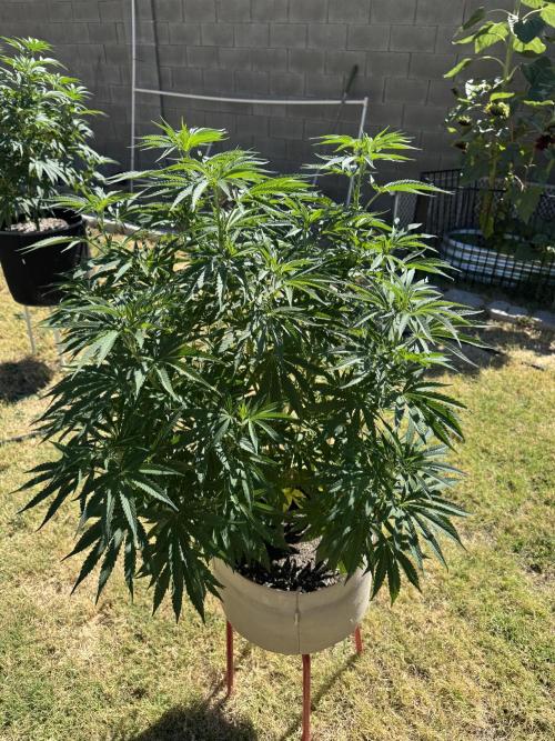 Freebie run 2026. Week 8
