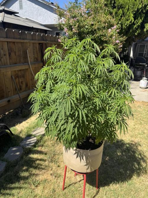 Freebie run 2026. Week 10