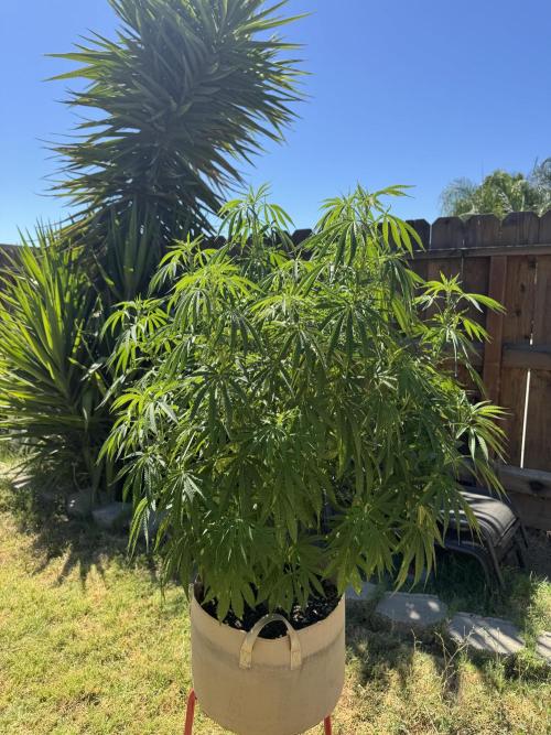 Platinum Paloma. Week 10