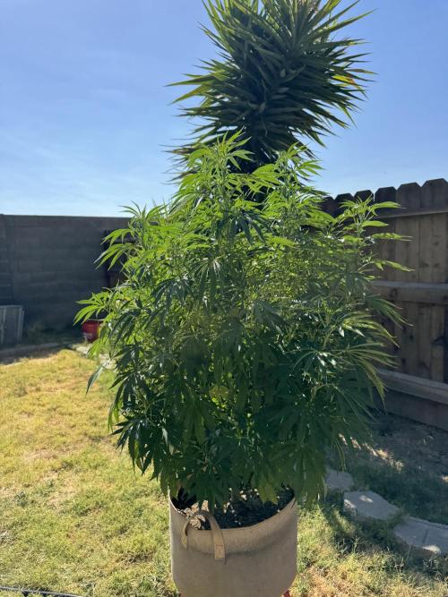 Platinum Paloma. Week 11