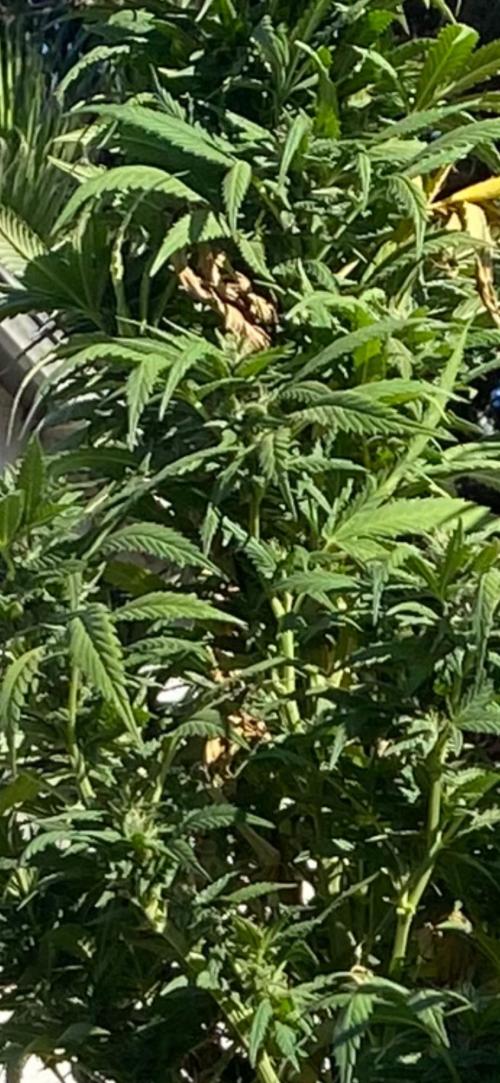 Platinum Paloma. Week 12