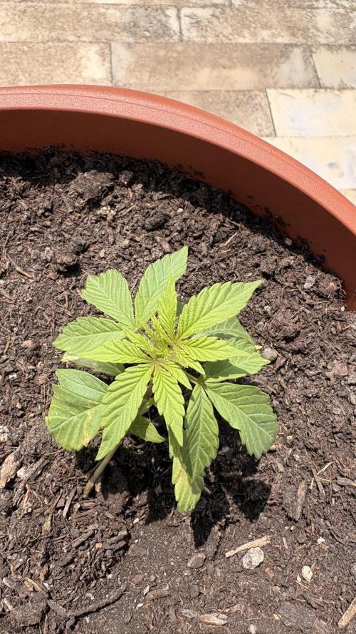 Diario cbdv. Week 5