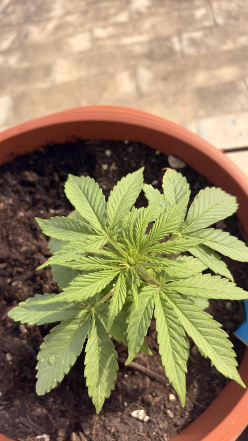 Diario cbdv. Week 6
