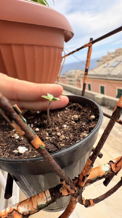 Skunk auto. Week 0