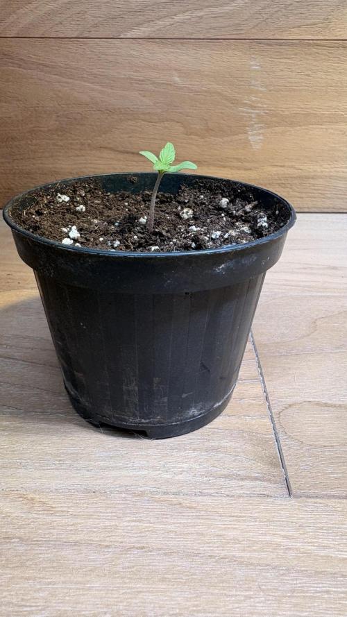 Skunk auto. Week 0
