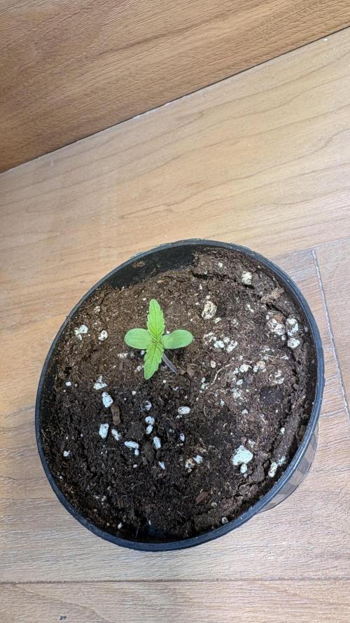 Skunk auto. Week 0