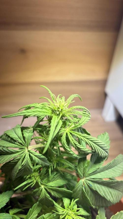 Diario cbdv. Week 7