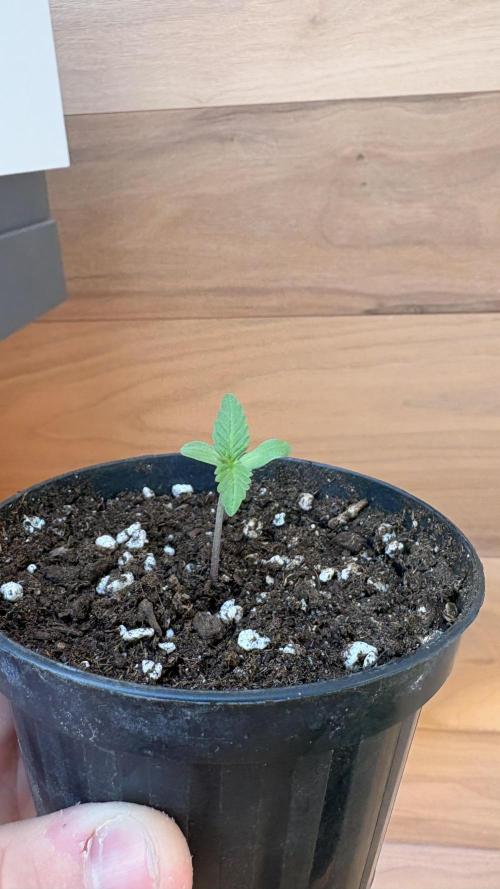 Skunk auto. Week 1