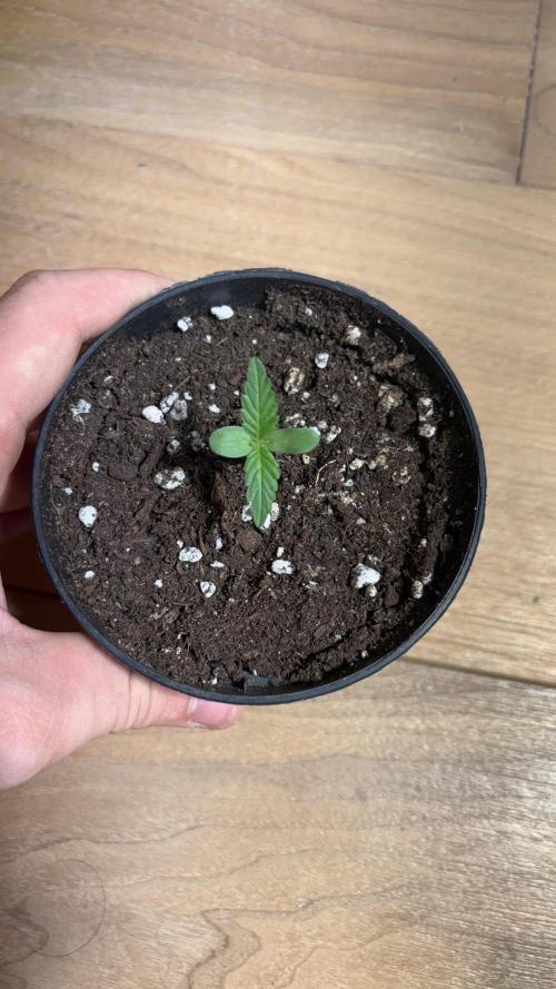 Skunk auto. Week 1