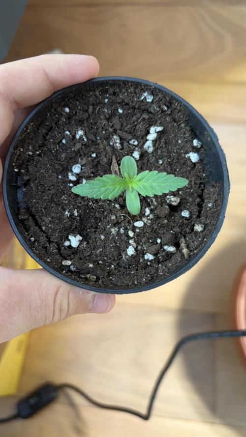 Skunk auto. Week 1