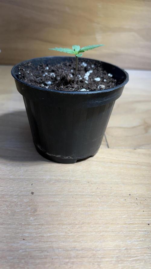 Skunk auto. Week 1