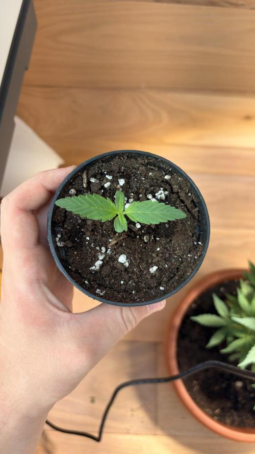 Skunk auto. Week 1