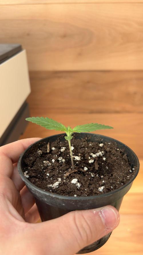 Skunk auto. Week 1