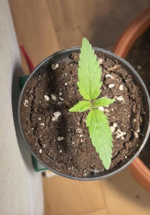 Skunk auto. Week 1