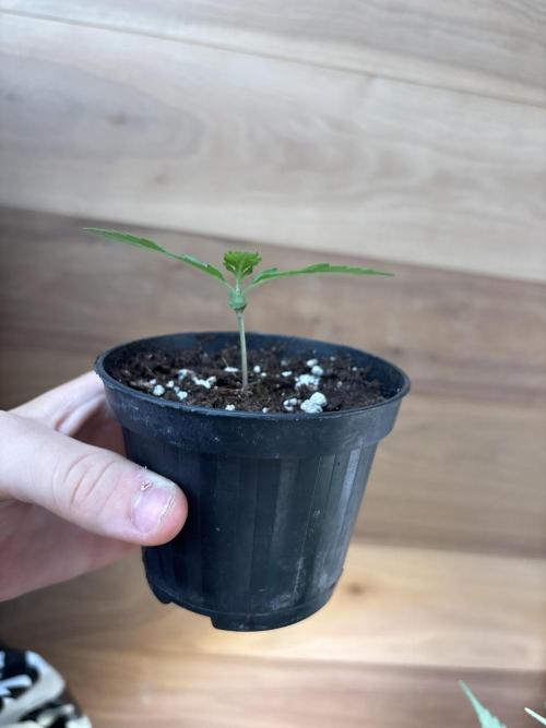 Skunk auto. Week 1