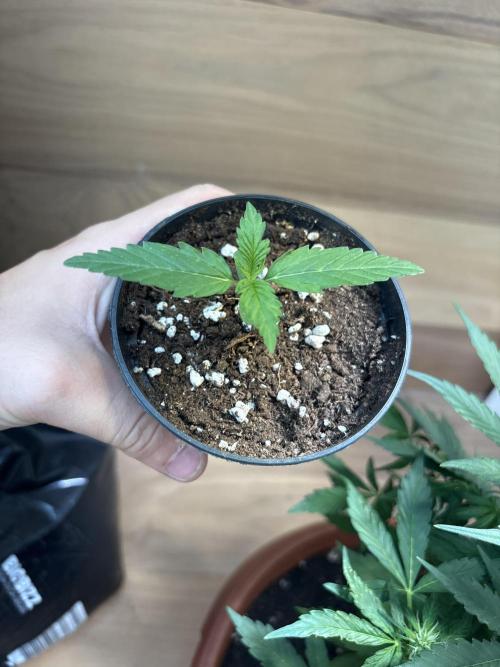 Skunk auto. Week 1