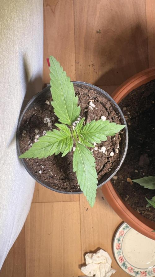 Skunk auto. Week 1