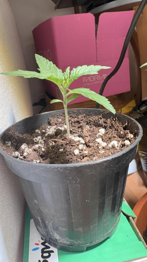 Skunk auto. Week 1