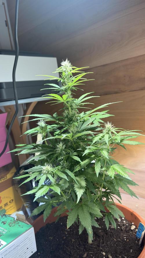 Diario cbdv. Week 9