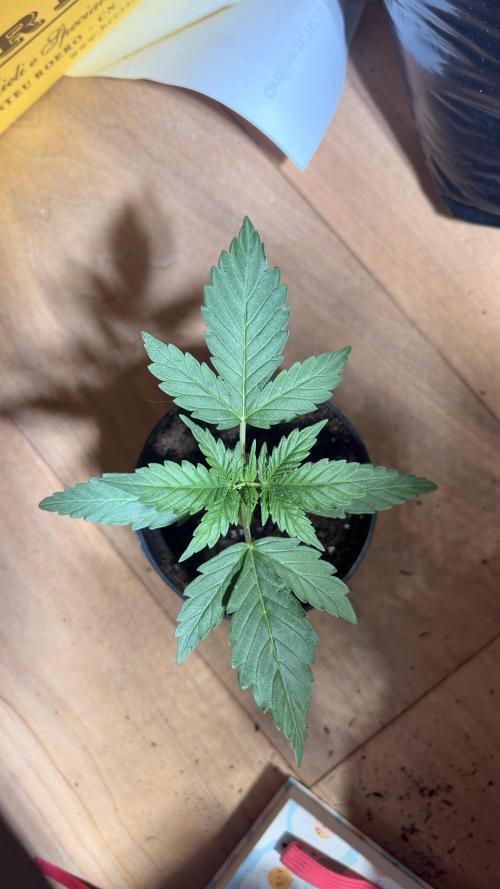 Skunk auto. Week 2