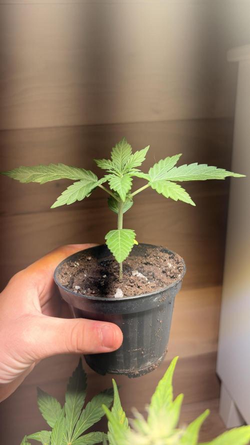 Skunk auto. Week 2