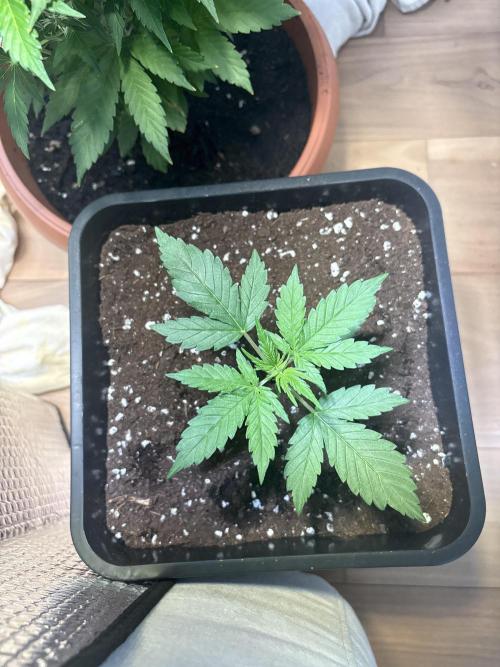 Skunk auto. Week 2