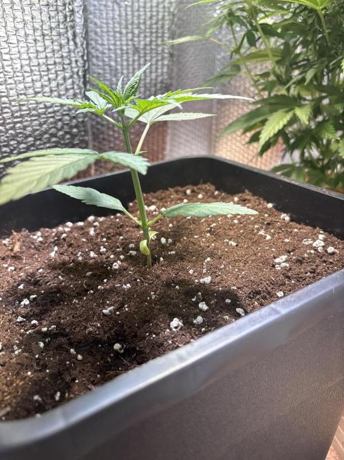 Skunk auto. Week 2