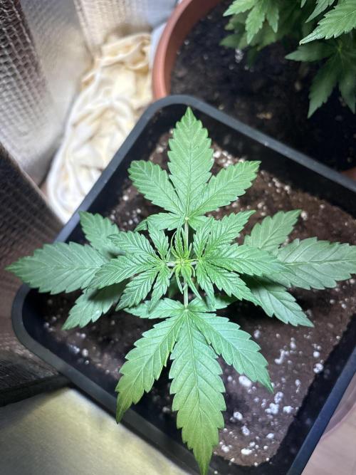 Skunk auto. Week 2