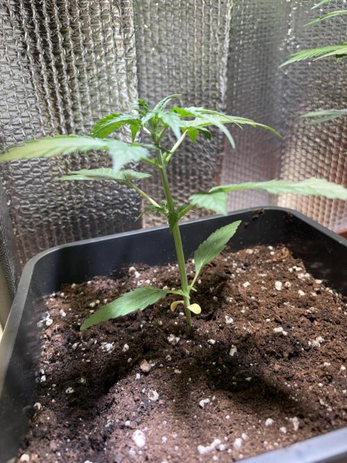 Skunk auto. Week 2