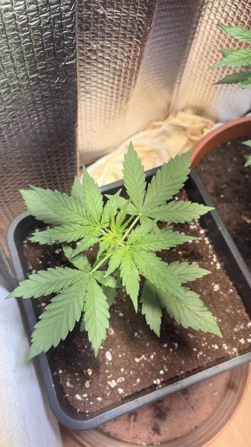 Skunk auto. Week 3