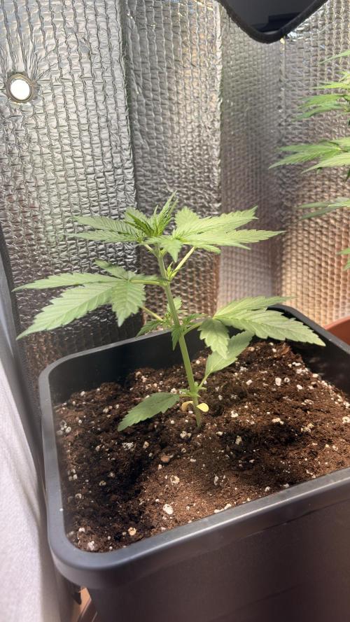 Skunk auto. Week 3