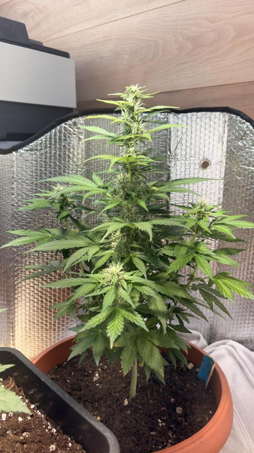 Diario cbdv. Week 10