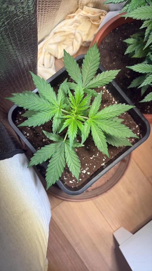 Skunk auto. Week 3