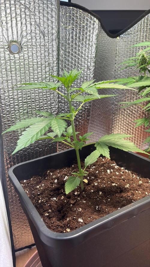 Skunk auto. Week 3