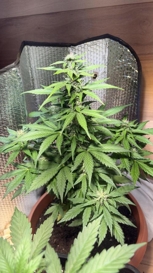 Diario cbdv. Week 10