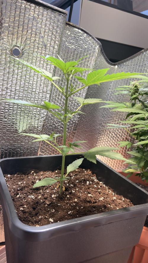 Skunk auto. Week 3