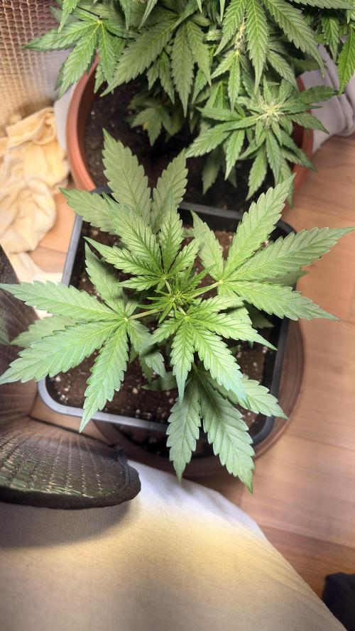 Skunk auto. Week 3