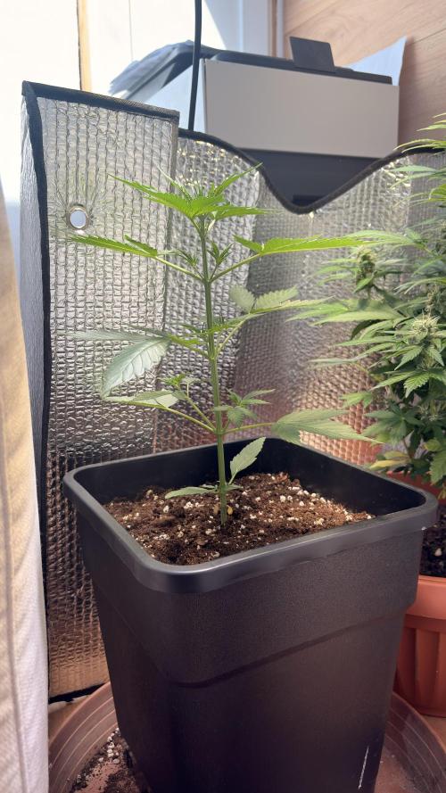 Skunk auto. Week 3