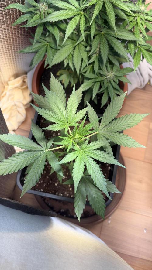 Skunk auto. Week 3