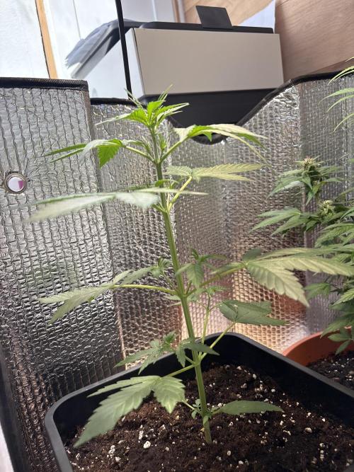 Skunk auto. Week 3